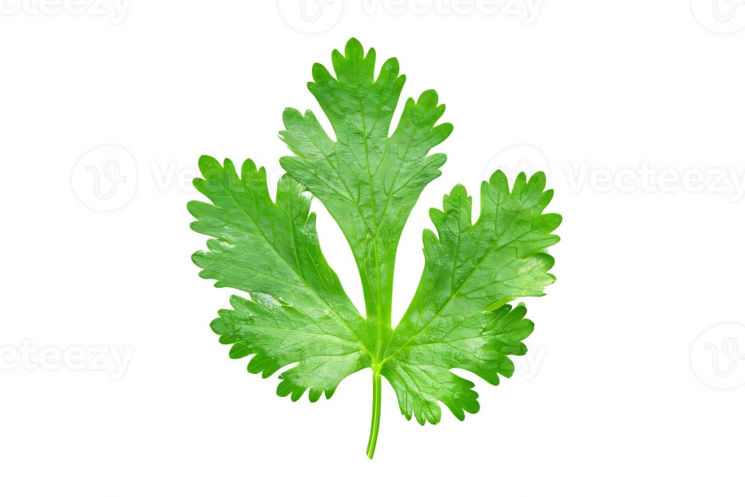 Coriander Leaf Illustration - Isolated Green Herb with Black Background png