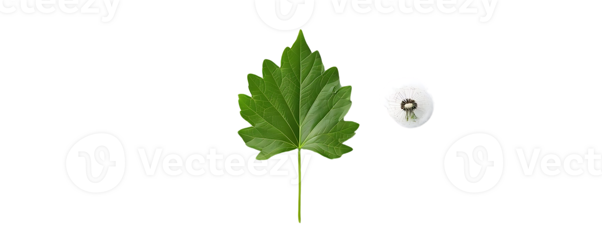 Green Leaf and White Flower Illustration png