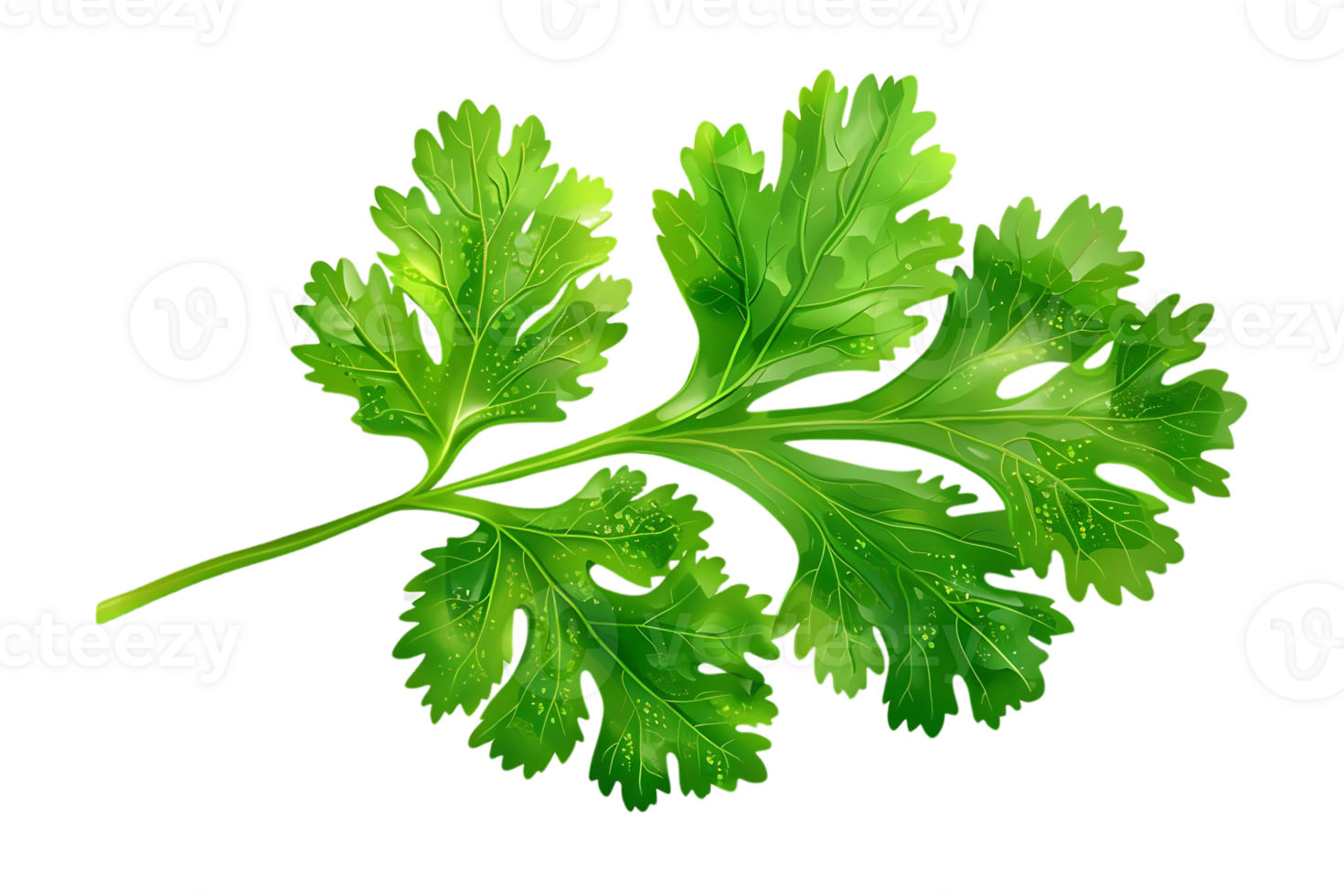 Fresco verde cilantro hoja ilustración png
