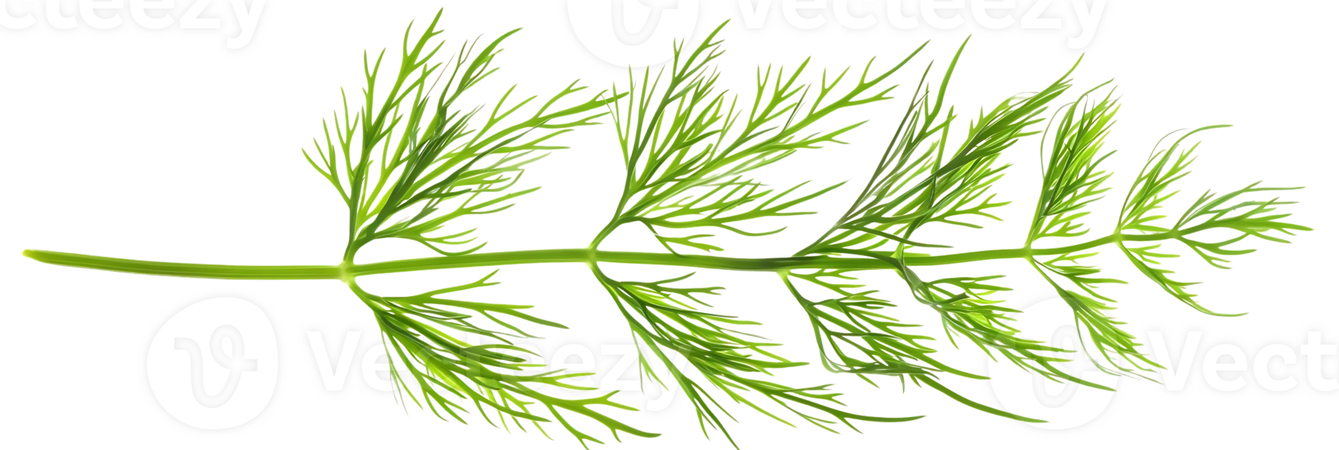 Green Dill Sprig Illustration png