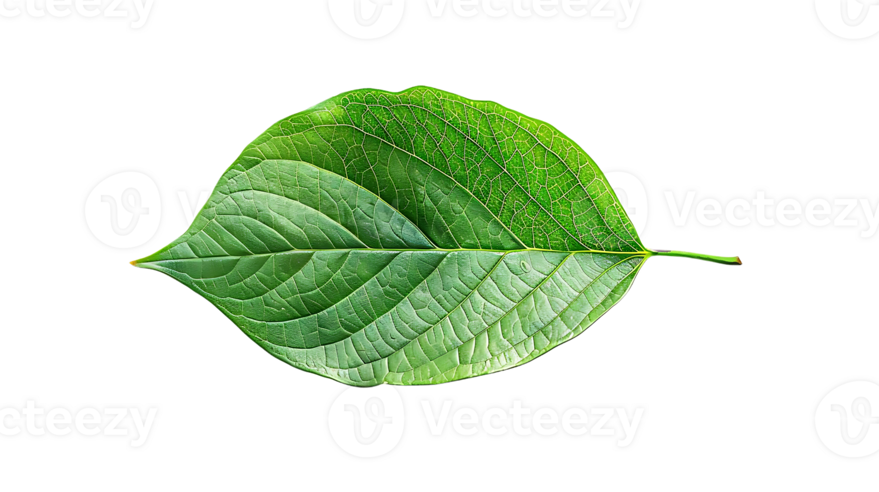 Green Leaf with Veins Isolated on transparent Background Photo png