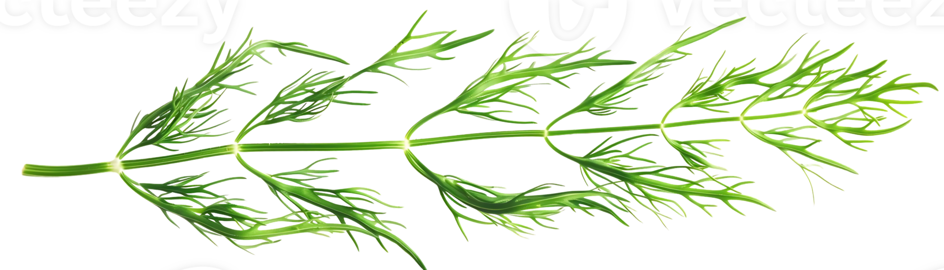 Green Dill Sprig Illustration on transparent Background png