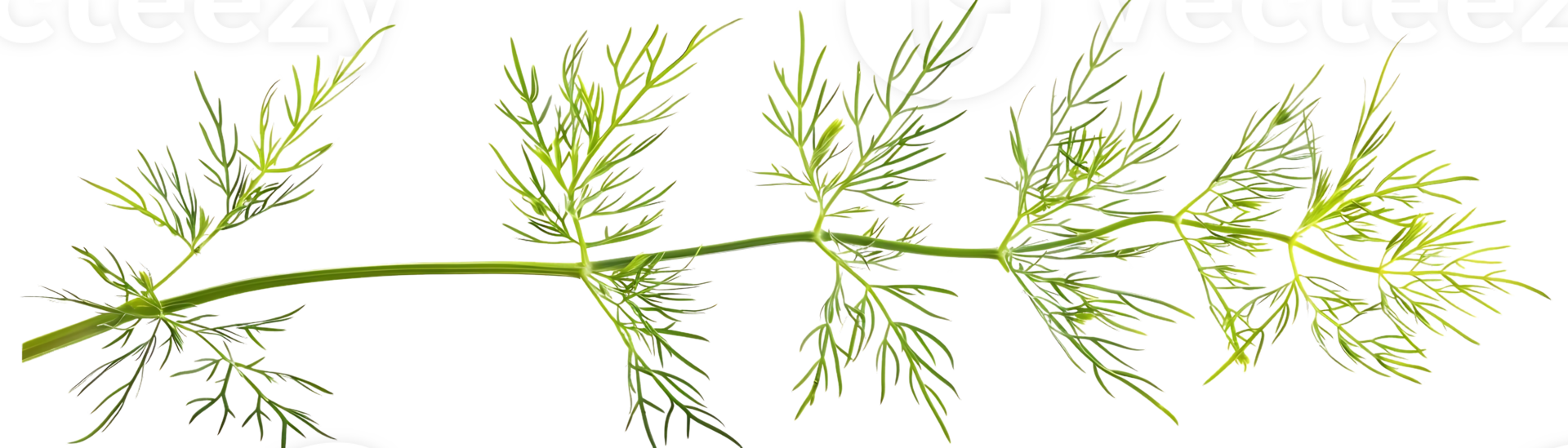 Green Dill Branch Illustration - Isolated on Black Background png