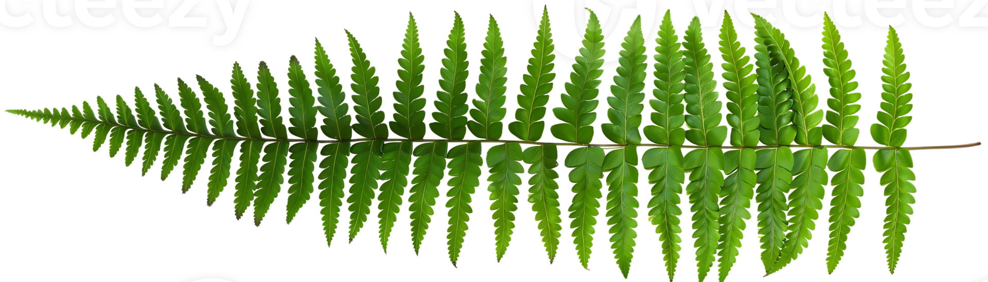 Green Fern Leaf Isolated on Black Background Illustration png