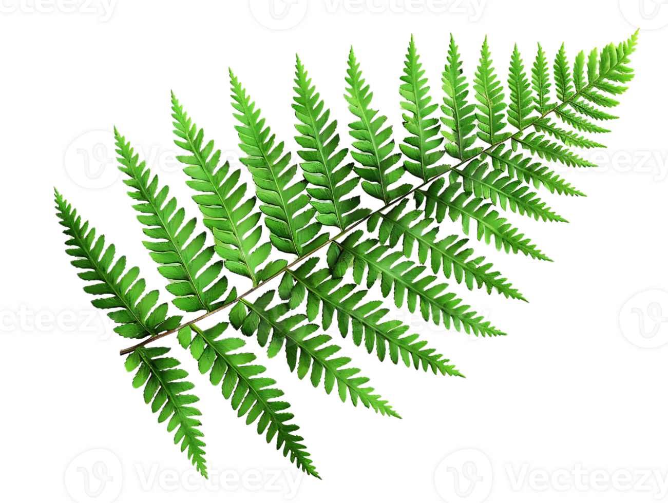 Green Fern Leaf Illustration on Black Background png