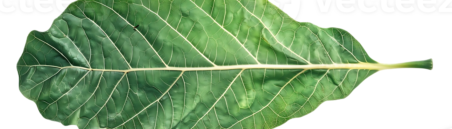 Green Leaf with Veins - Photo png