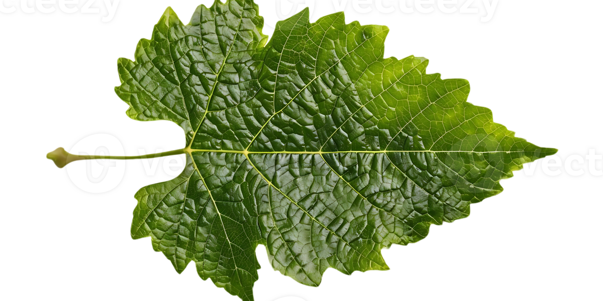 Green Grape Leaf on Black Background - Realistic Image png