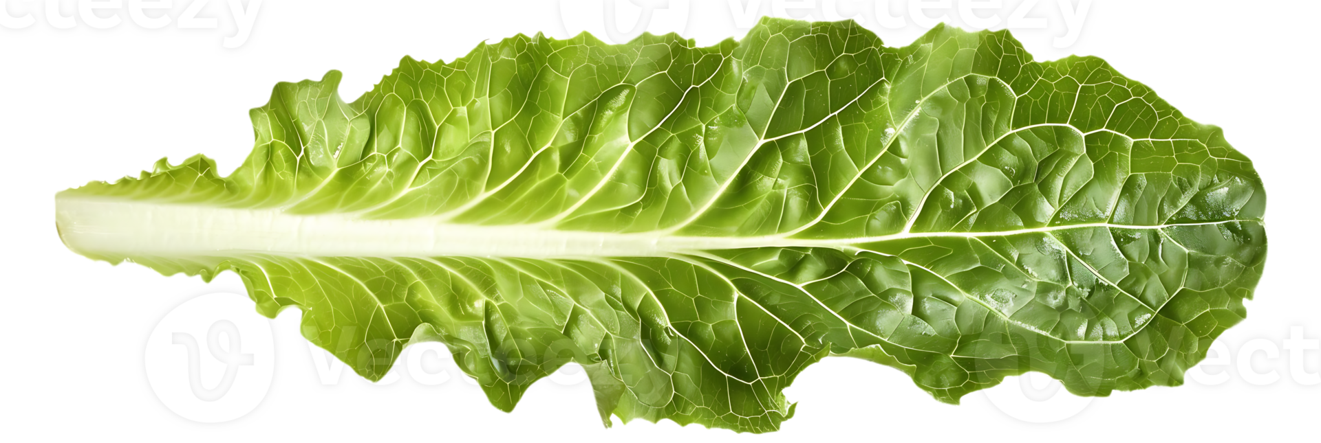 Green Lettuce Leaf Isolated on transparent Background Photo png