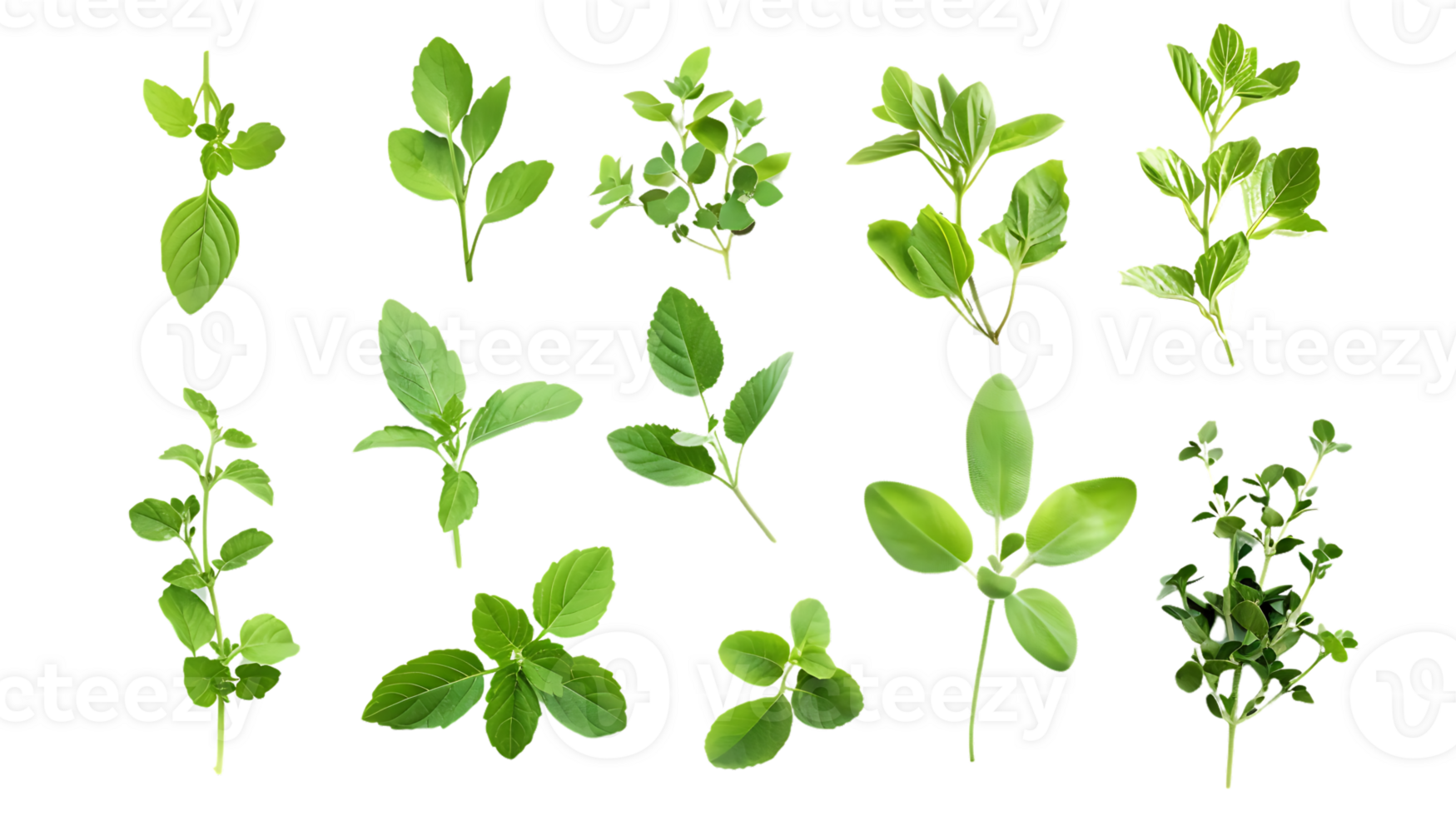 Fresh Green Herbs with Transparent Background, Aromatic Herbs for Cooking and Decoration, Isolated Green Leaves on Black Background png