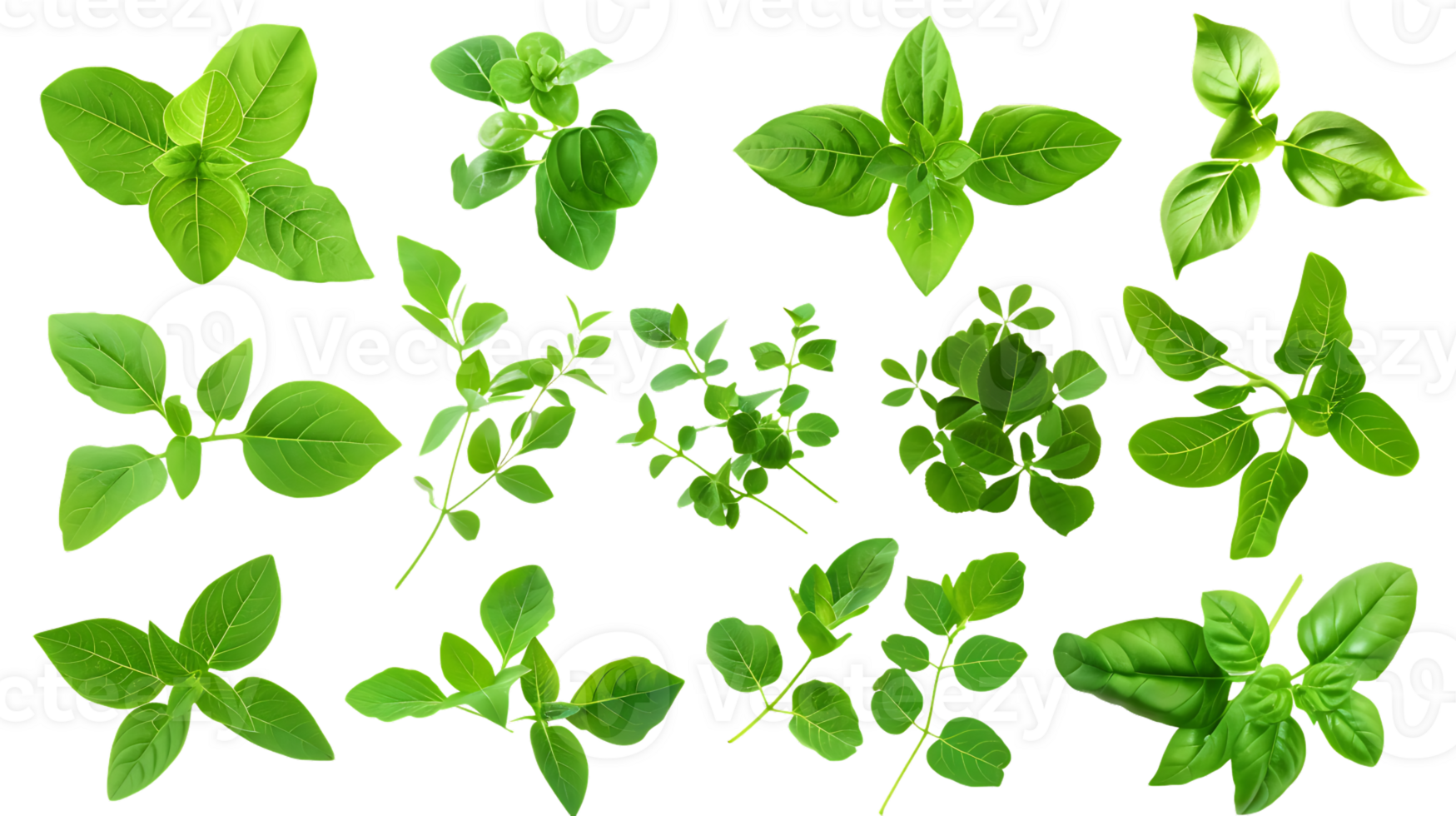Fresh Green Basil and Mint Leaves with a Transparent Background, Ideal for Culinary and Design Projects png