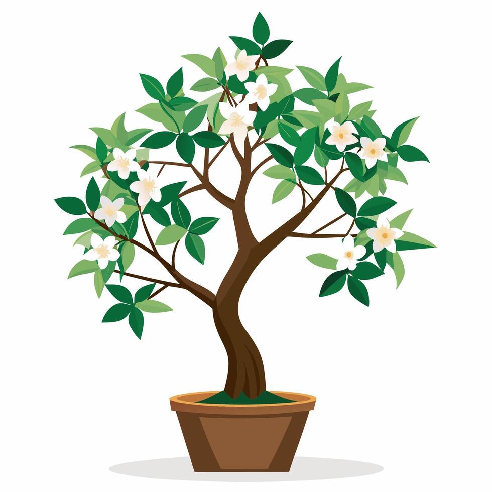 free Jasmine tree in pot vector