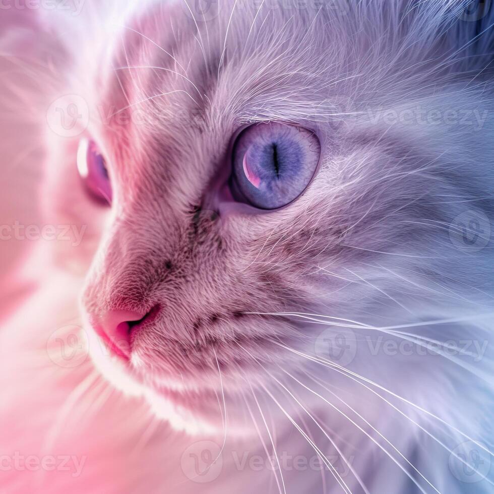 A close up of a white cat with blue eyes, looking to the right with a pink and blue background. photo