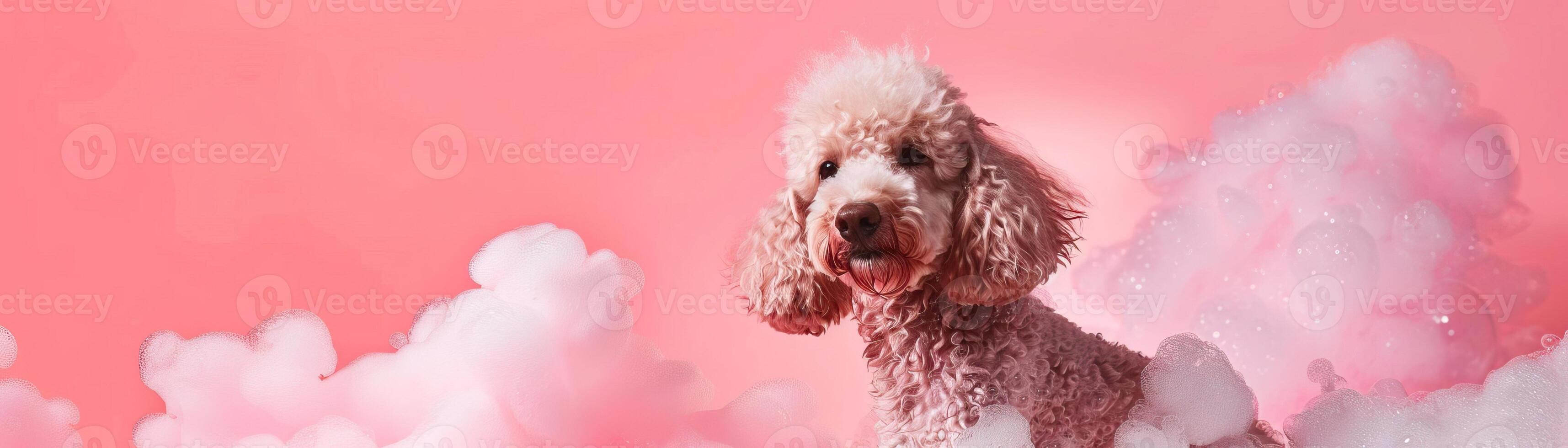liquid fluid, poodle bubble washed, photo
