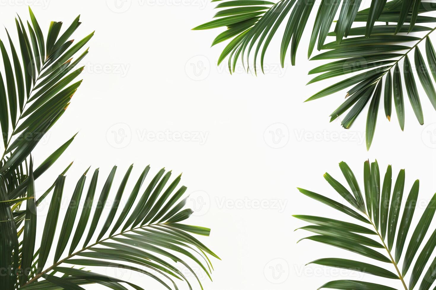 Close-up shot of green palm leaves against a white background, creating a natural and tropical frame. photo