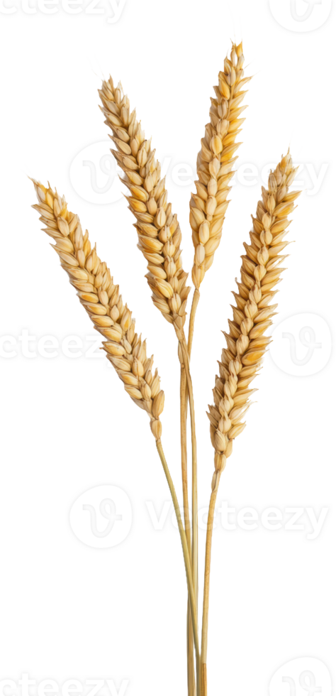 Wheat stalks on a plain background, cut out - stock . png