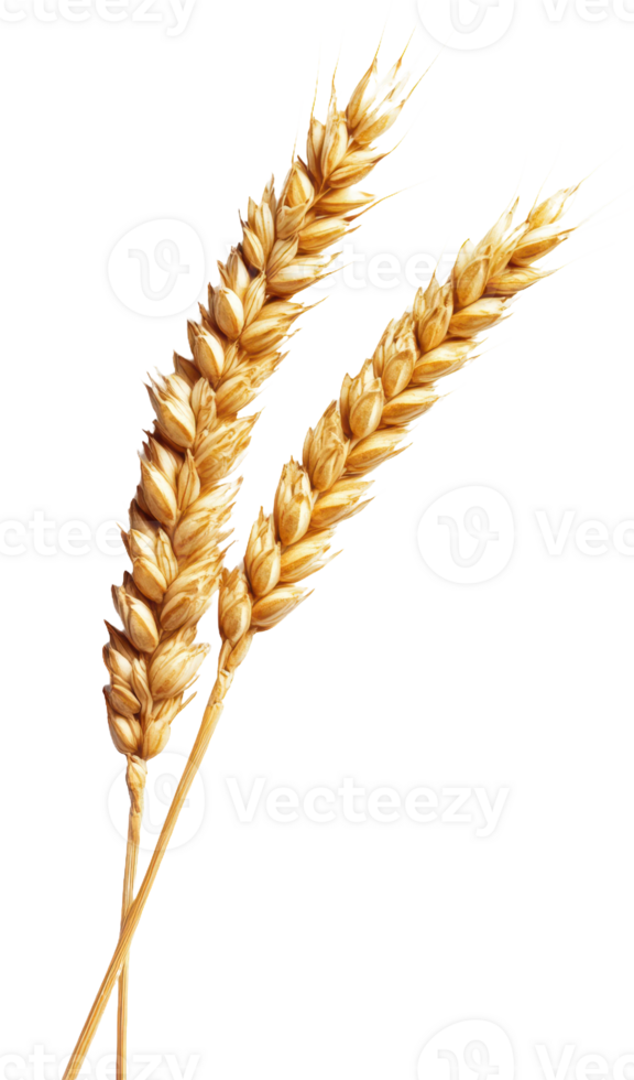 Golden wheat stalks harvested in autumn, cut out - stock . png