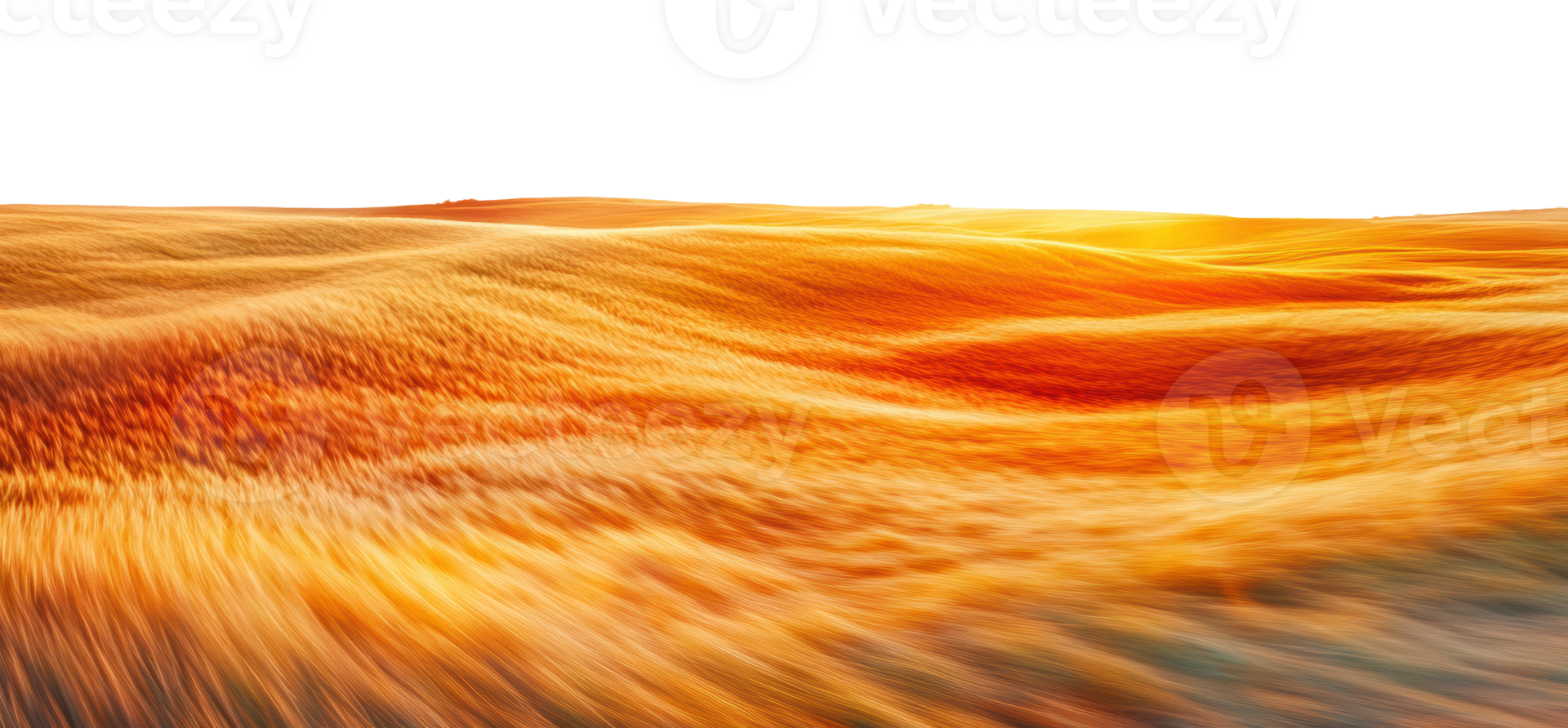 Golden wheat field at sunset in summer, cut out - stock . png