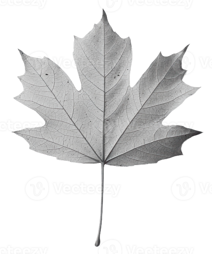 Detailed leaf illustration on a plain background, cut out - stock . png