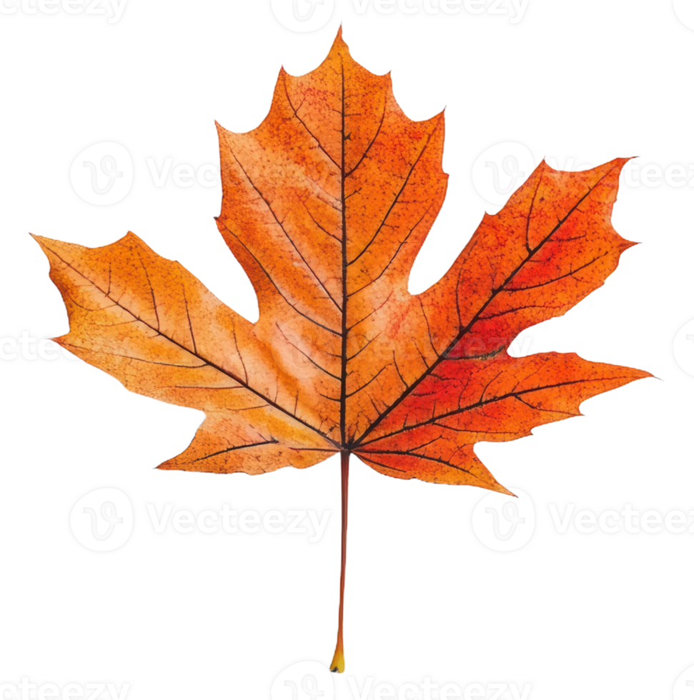 Vibrant maple leaf in autumn colors, cut out - stock . png