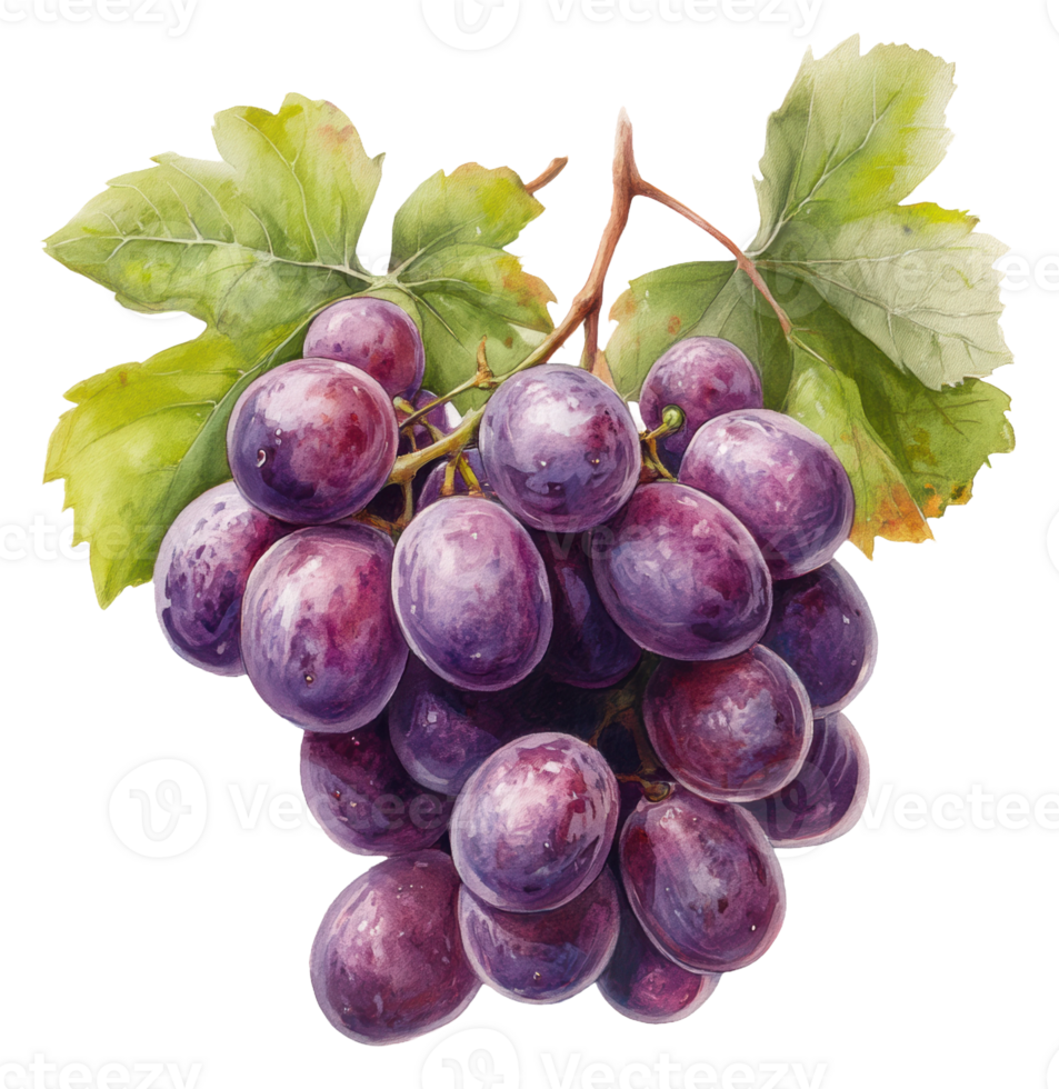 Fresh purple grapes on vine with green leaves, cut out - stock . png