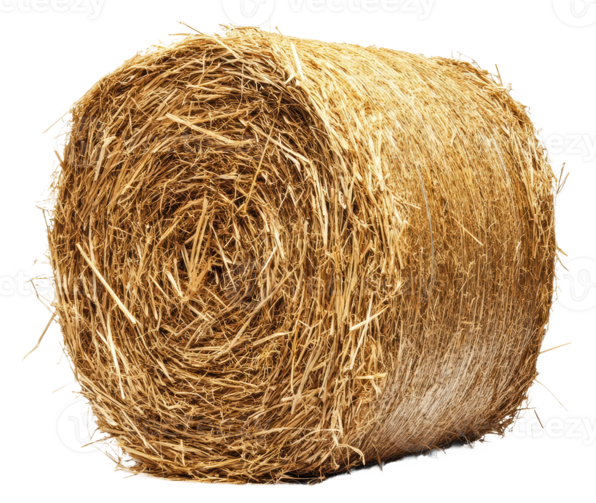 Large round hay bale in a rural setting, cut out - stock . png