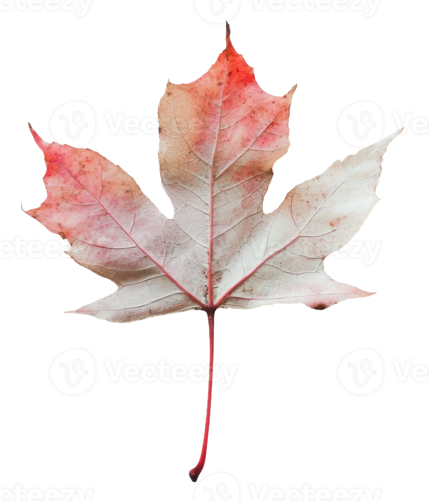 Autumn maple leaf with red and white hues, cut out - stock . png
