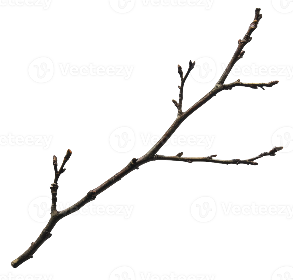 Twisted branch with budding twigs in spring, cut out - stock . png