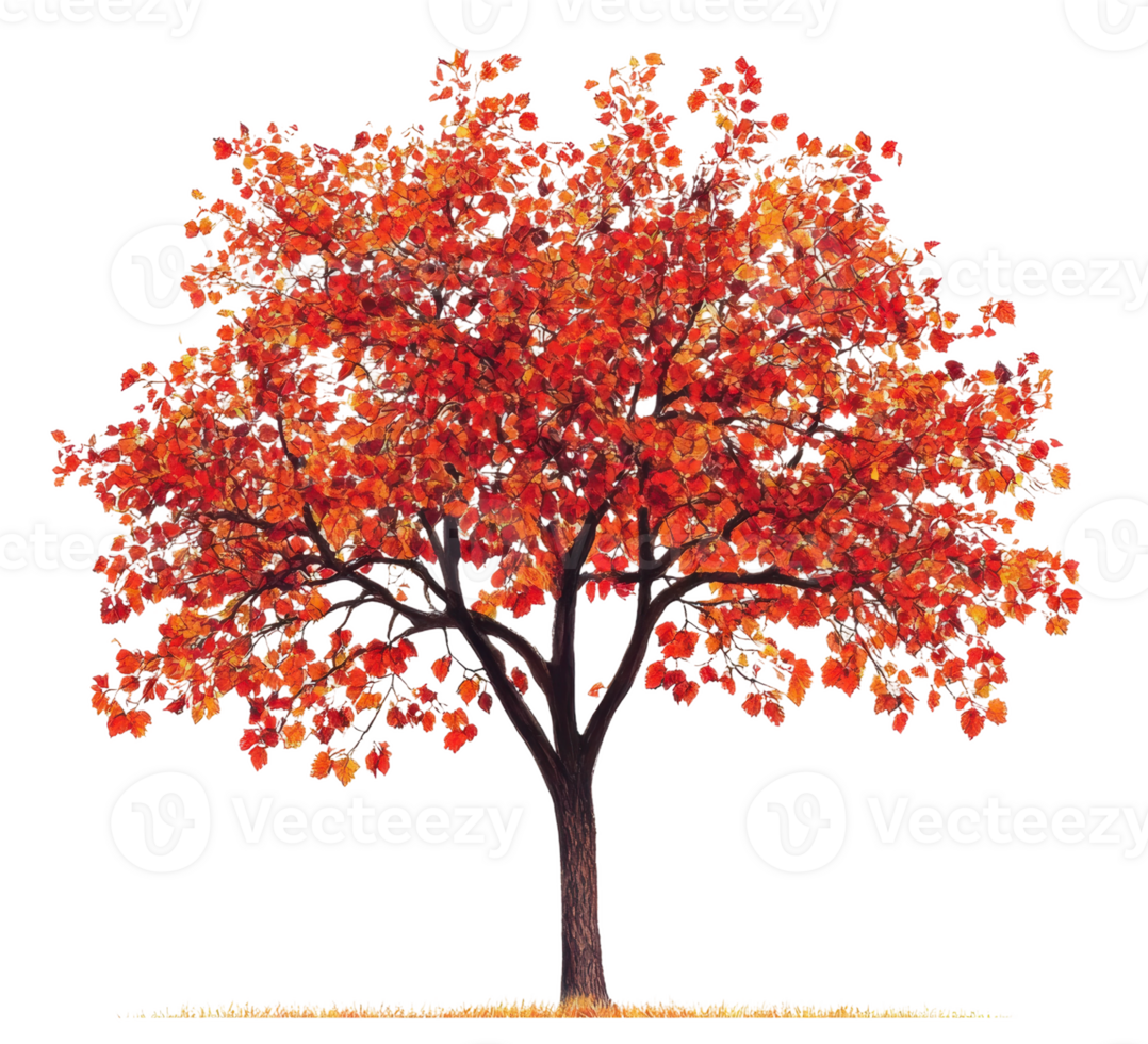 Vibrant autumn tree with red leaves in daylight, cut out - stock . png