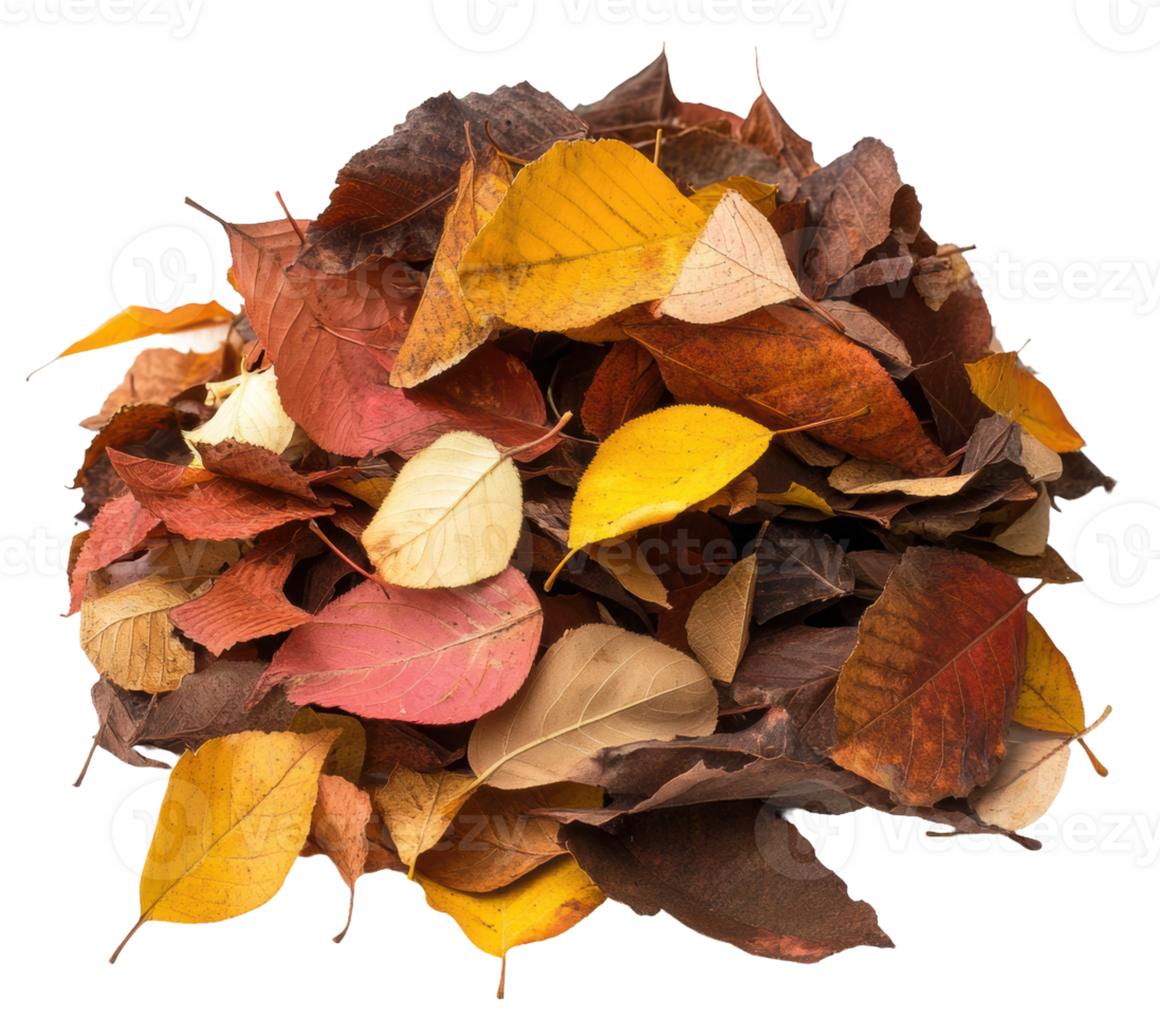 Colorful autumn leaves in a natural pile, cut out - stock . png