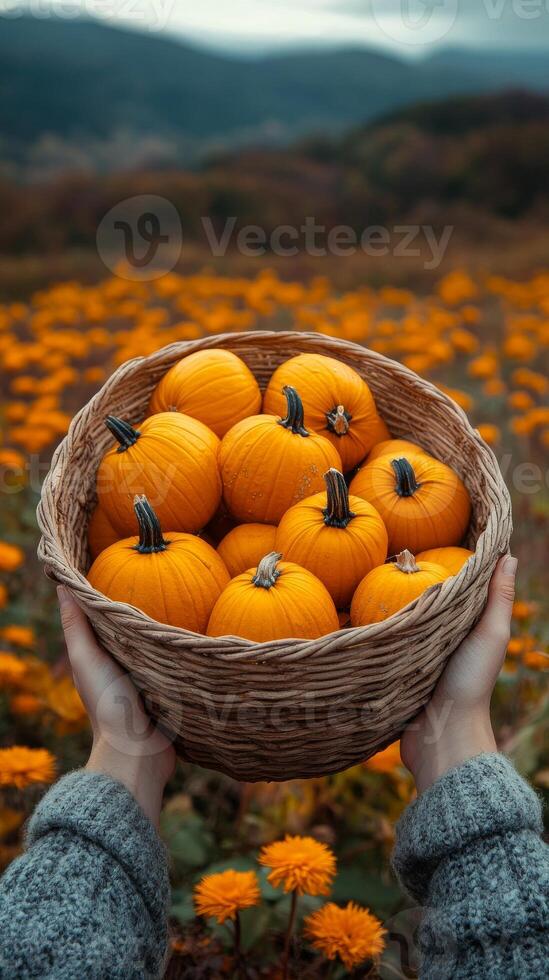 Hands holding basket filled with pumpkins in autumn field. Fall season, harvest. Vertical PoV image photo