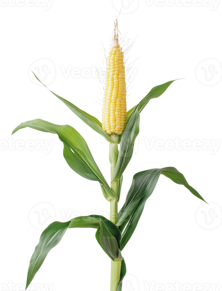 Fresh corn on the cob with green leaves, cut out - stock . png