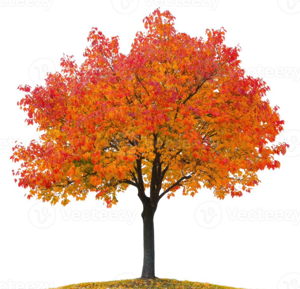 Autumn tree with vibrant red and orange leaves, cut out - stock . png
