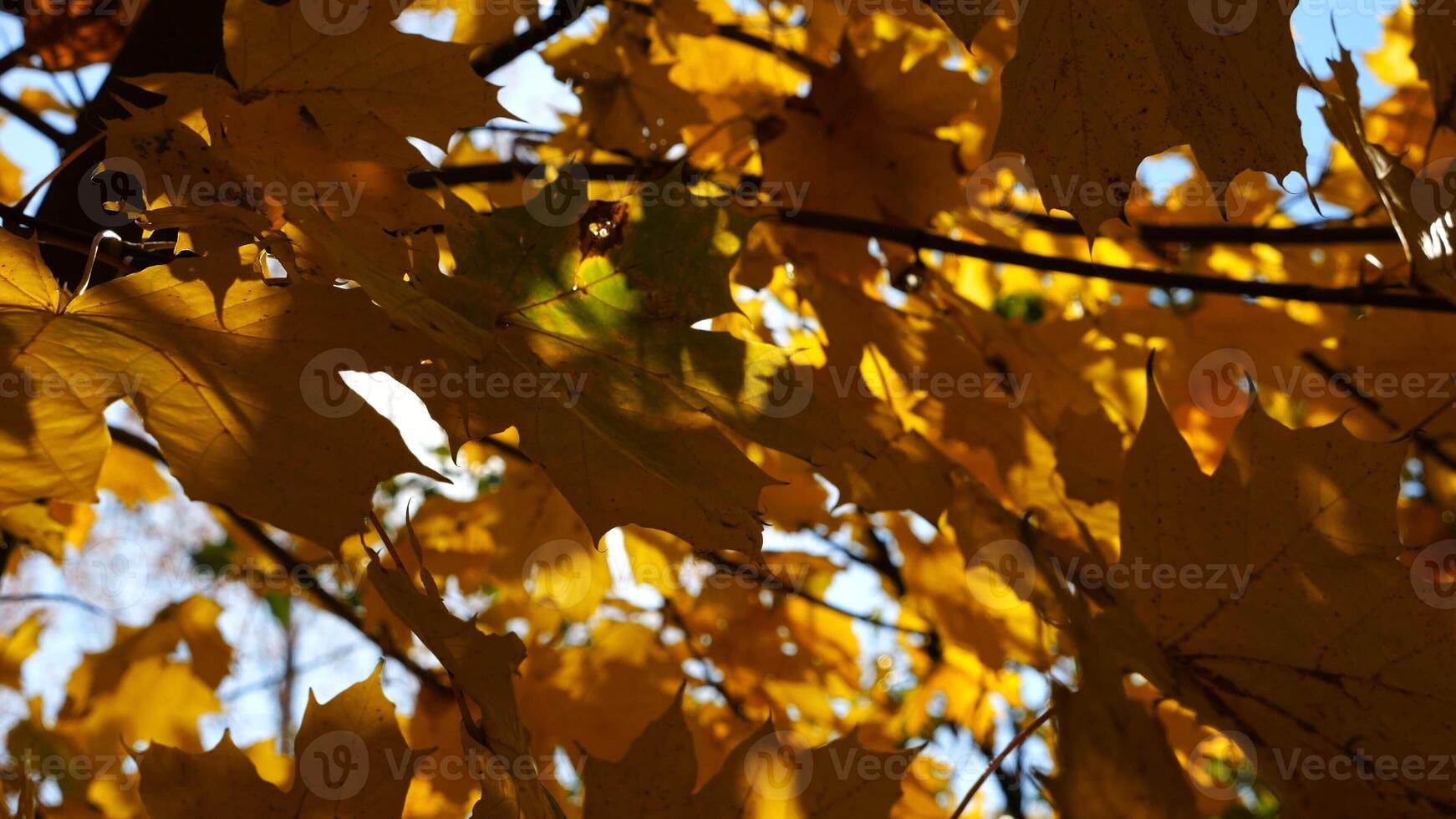 Yellow maple leaves on tree branches gently swaying in the wind at sunny day. Lush autumn orange foliage swinging on breeze at forest. Beautiful colorful fall season. Close up Slow motion photo