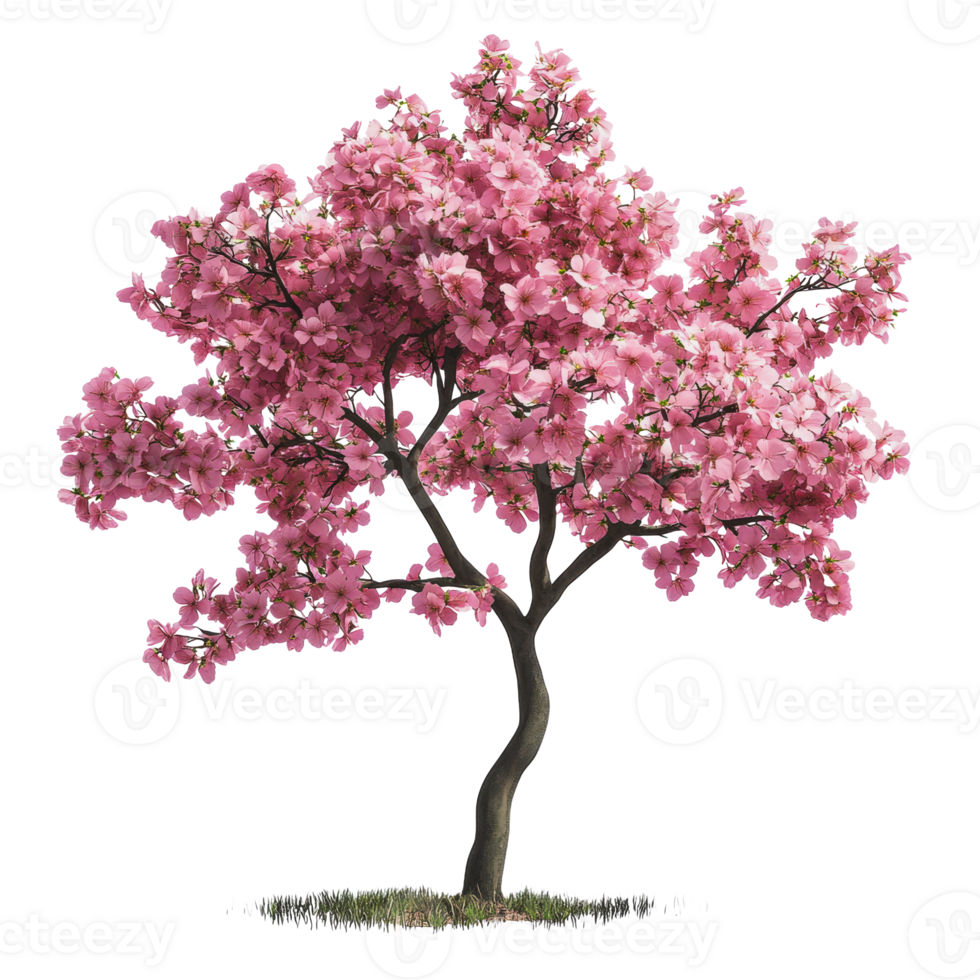 Pink flowering tree in bloom during springtime png