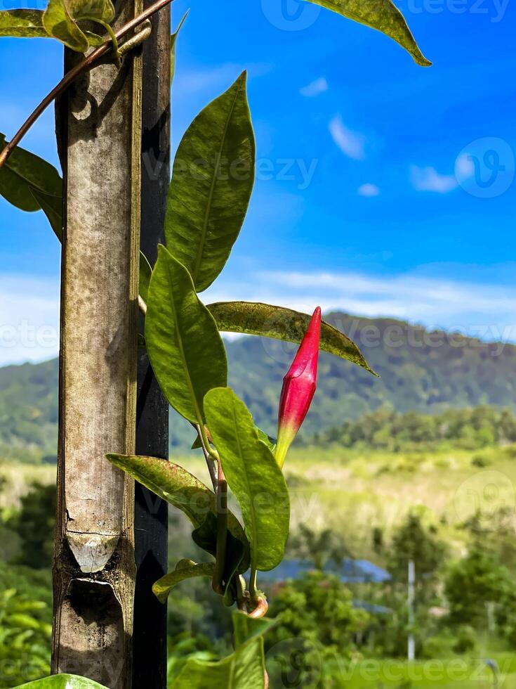 A close-up shot of a vibrant red flower bud against a backdrop of lush green mountains and a clear blue sky. This image captures the beauty of nature's growth and the serene landscape. Ideal for themes of nature, growth, and scenic beauty photo