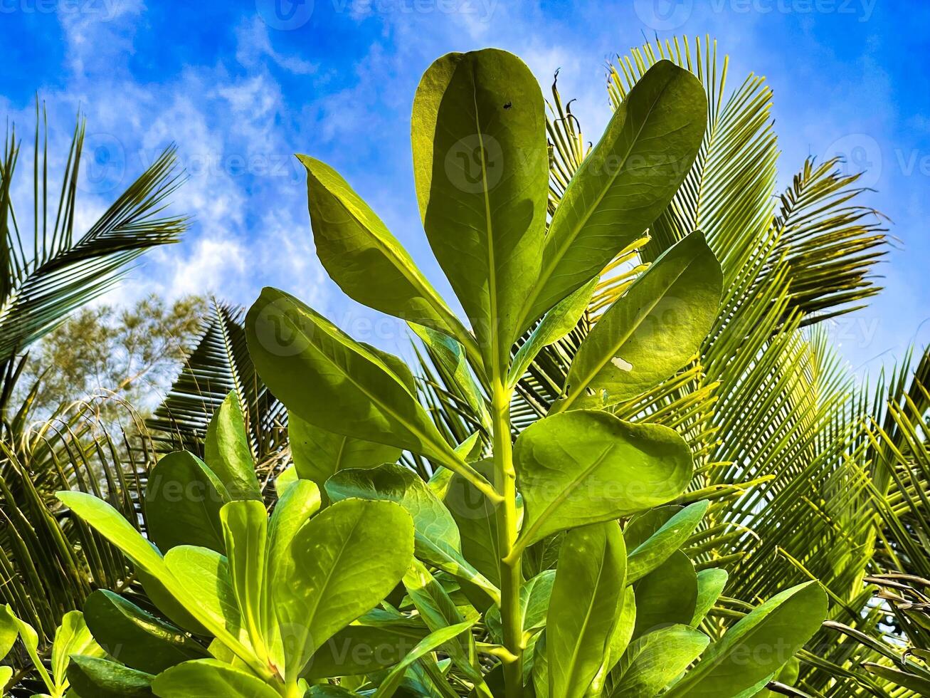 Palm Leaves Against a Clear Blue Sky in Thailand photo