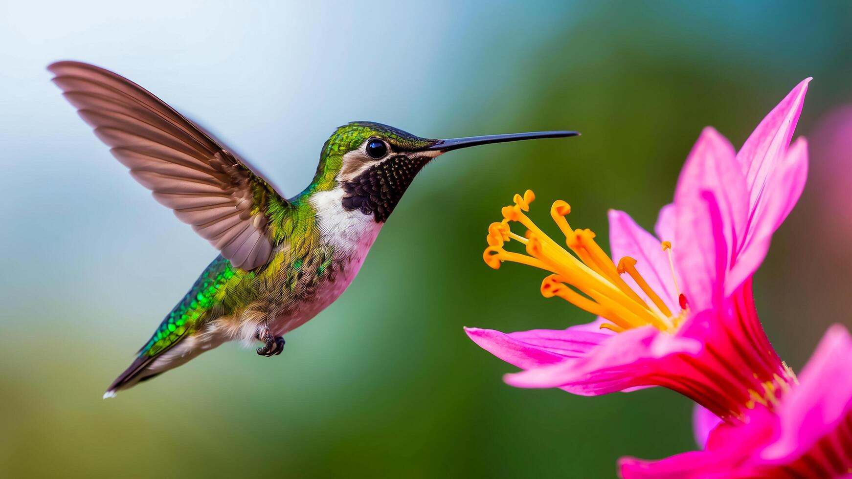 Beautiful colorful hummingbirds feeding on flower nectar. photo