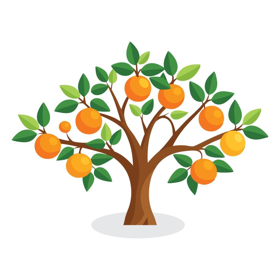 Orange tree with orange flat illustration on white background. vector