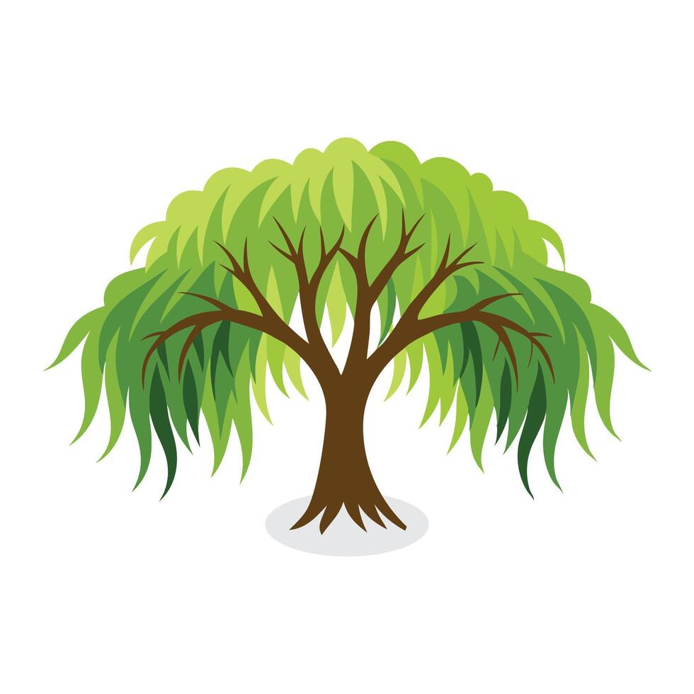 Willow tree flat illustration on white background. vector