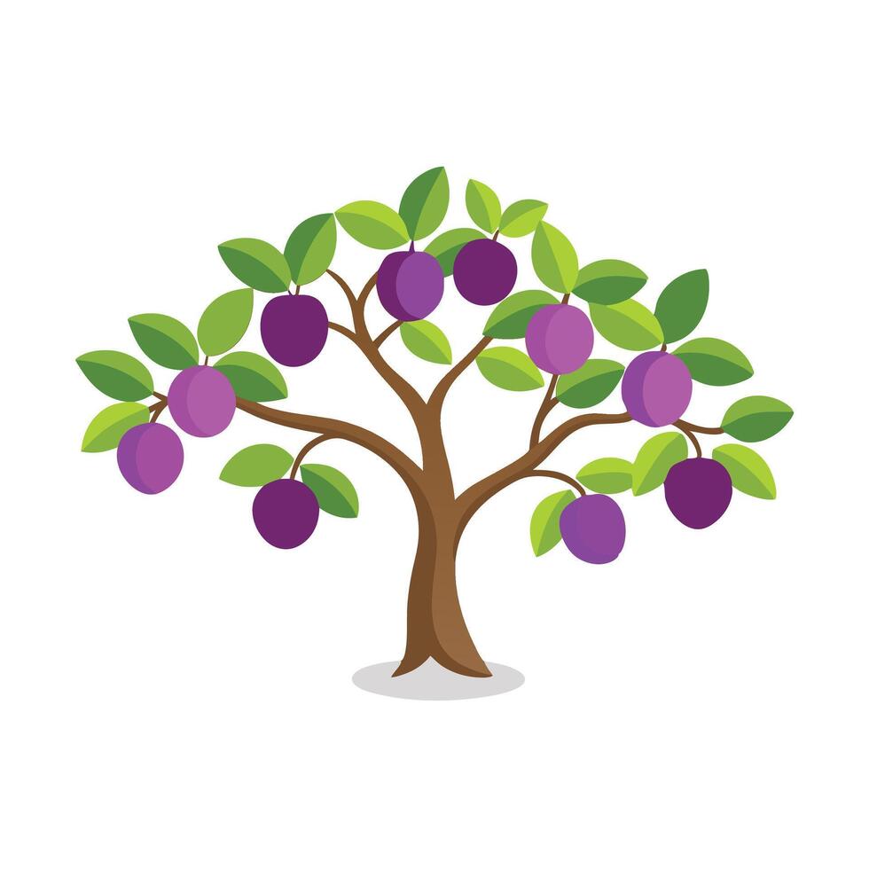 illustration of a plum tree adorned with vibrant purple fruits, showcasing its lush foliage and rich colors flat illustration on white background vector