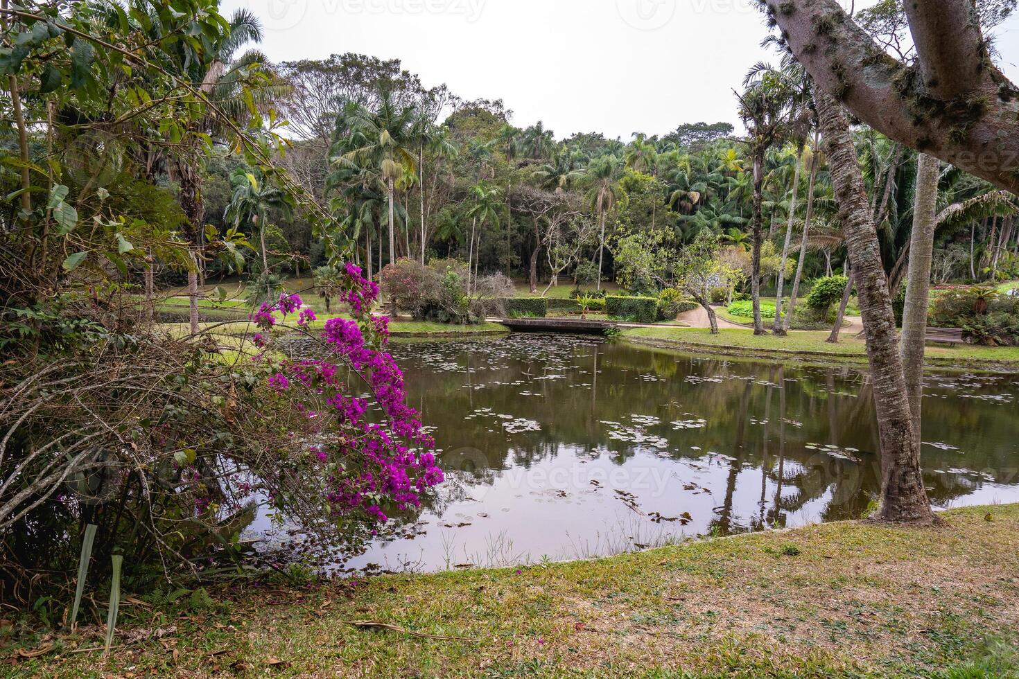 Jardim Botanic Garden, in Sao Paulo, Brazil. photo