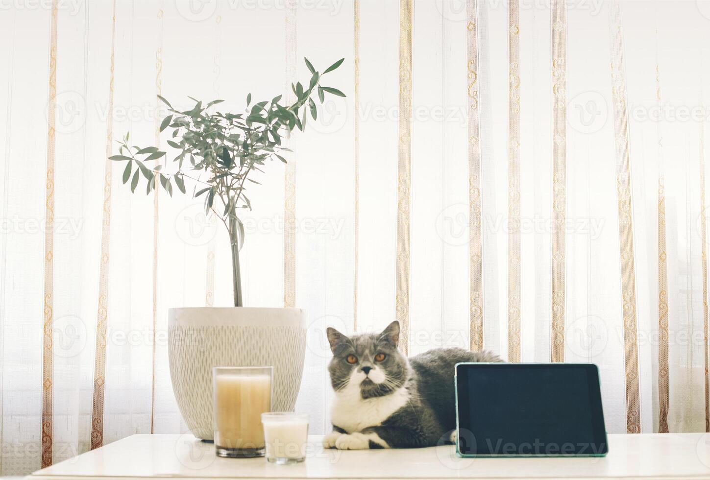 Scottish breed gray cat resting on table at home. Domestic animal lifestyle photo