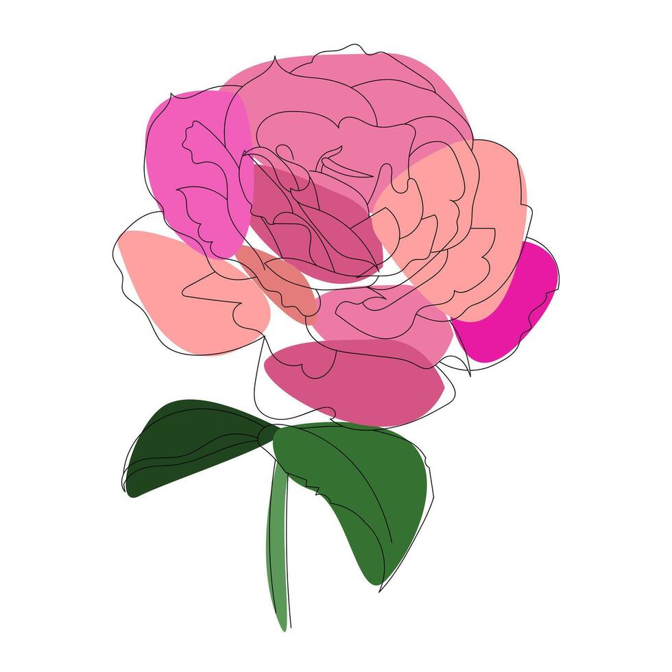 beautiful abstract flower pose pink with green leaves line ILLUSTRATION. Pink flower pion or rose, green leaves vector