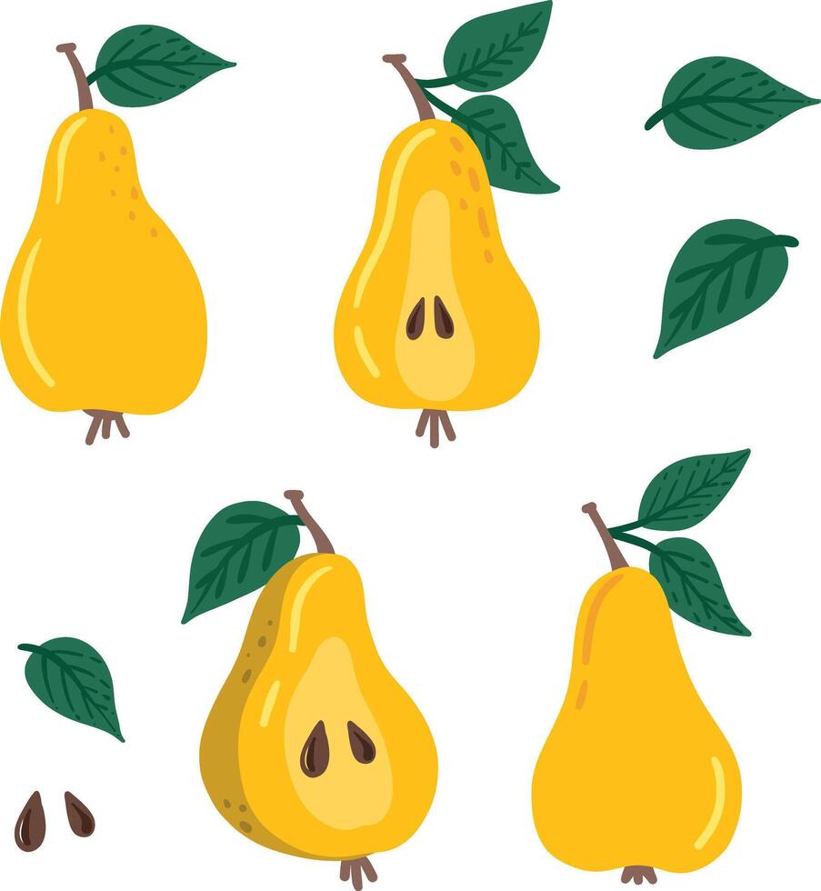 Pear set. Slice of pear, leaves vector