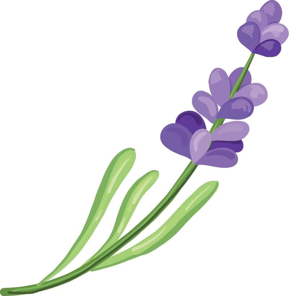 Branch of lavender. Doodle drawing. vector