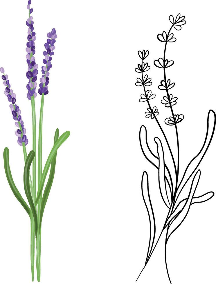 Branch of lavender in doodle and hand drawn styles vector