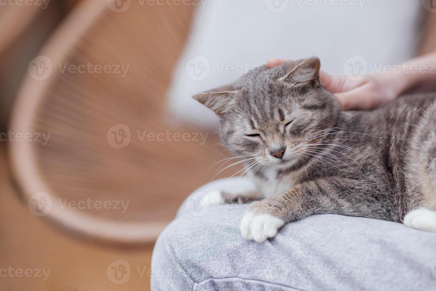 Close-up of the cute muzzle of a gray striped cat in a cozy wicker basket at home photo