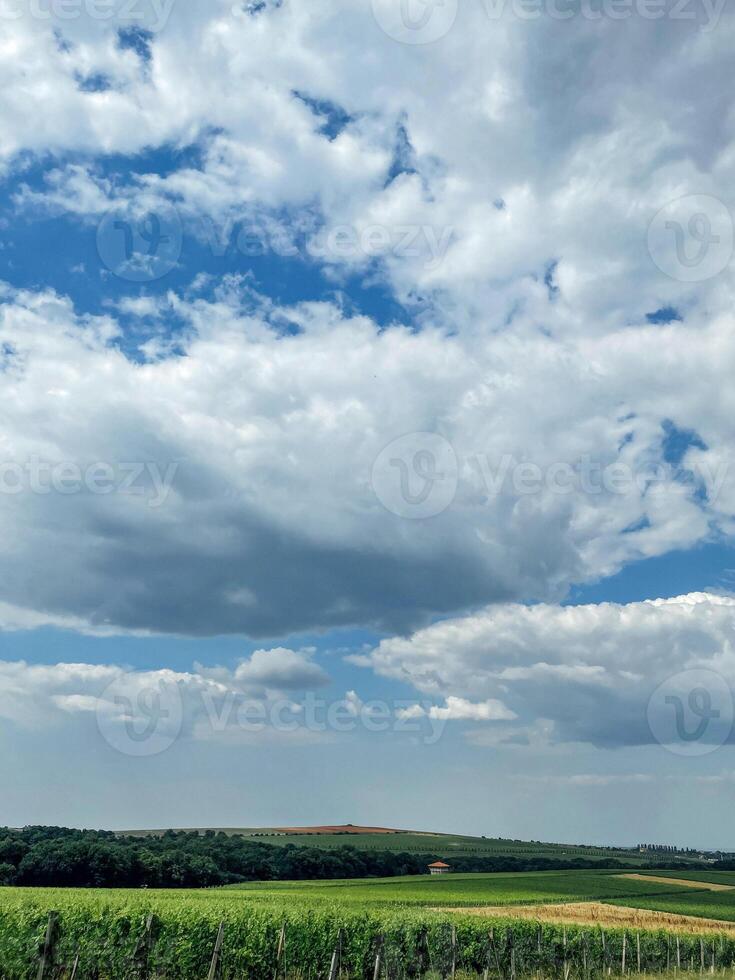 Beautiful landscape with sky and grass. Blue sky with fluffy luxurious clouds. Glade with dense juicy green grass and vineyards. photo