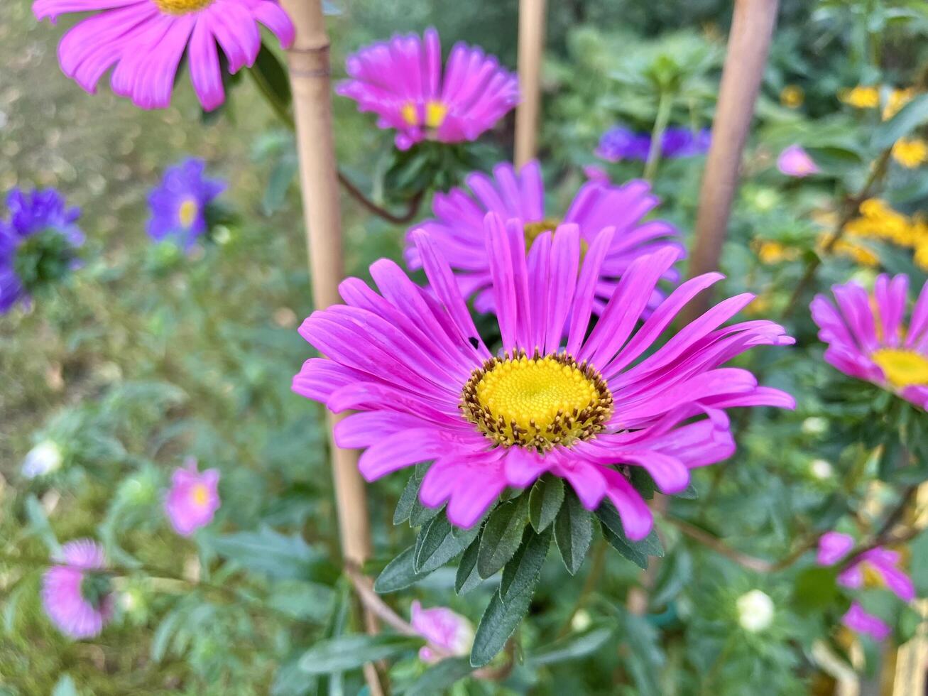 Beautiful blooming pink Alpine Aster. Nature background photo