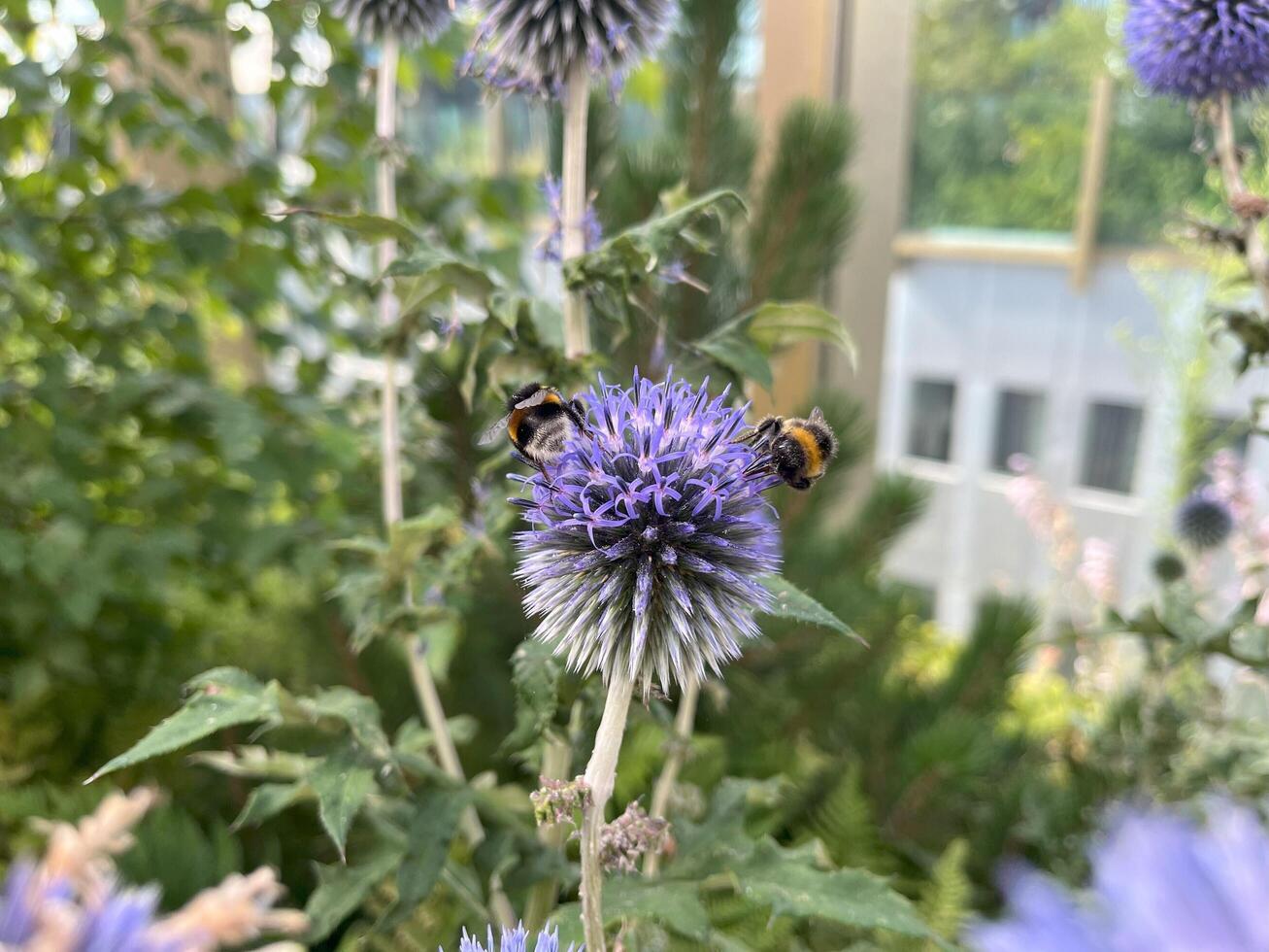 Beautiful Thistle ball with a bumble bee in the summer urban garden photo